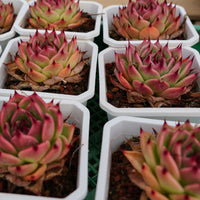 3'' Echeveria Toscannelly, Rare Live Succulent Plants