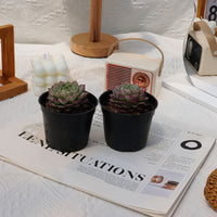 3'' Echeveria Shallot Champagne, Rare Live Succulent Plants
