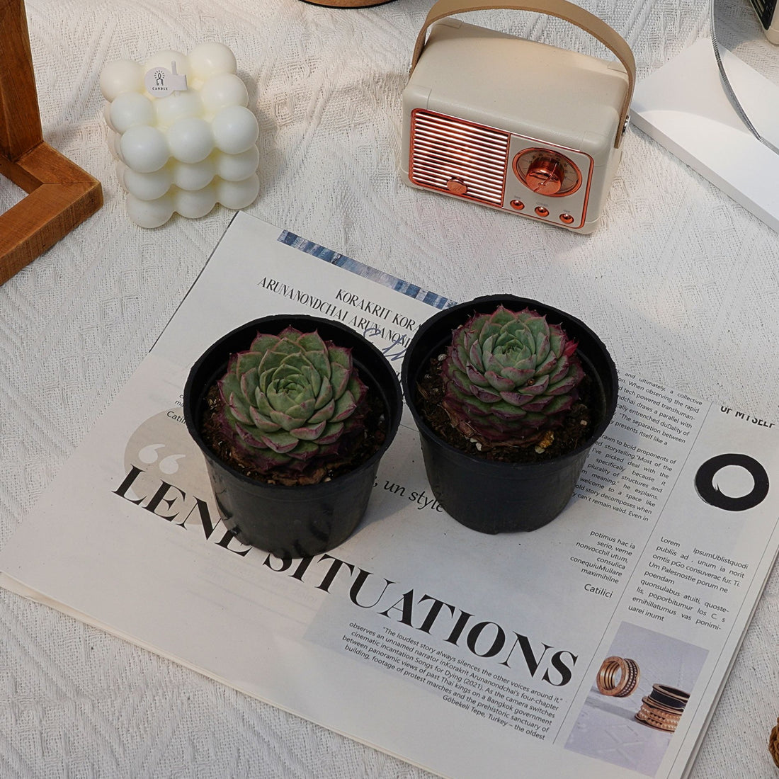 3'' Echeveria Shallot Champagne, Rare Live Succulent Plants