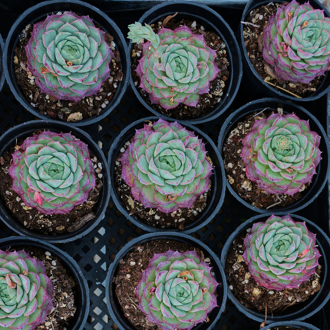 3'' Echeveria Shallot Champagne, Rare Live Succulent Plants