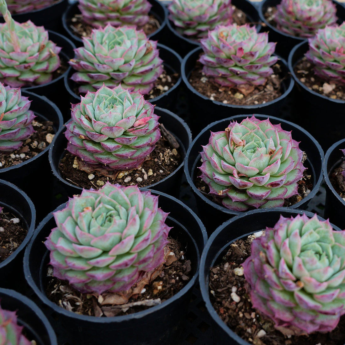 3'' Echeveria Shallot Champagne, Rare Live Succulent Plants