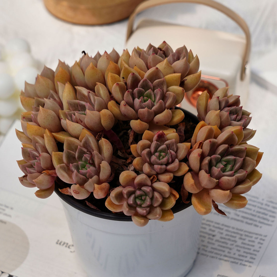 5'' Echeveria Arzee, Rare Live Succulent Plants