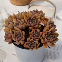 5'' Echeveria Arzee, Rare Live Succulent Plants