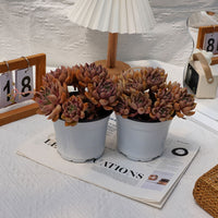 5'' Echeveria Arzee, Rare Live Succulent Plants