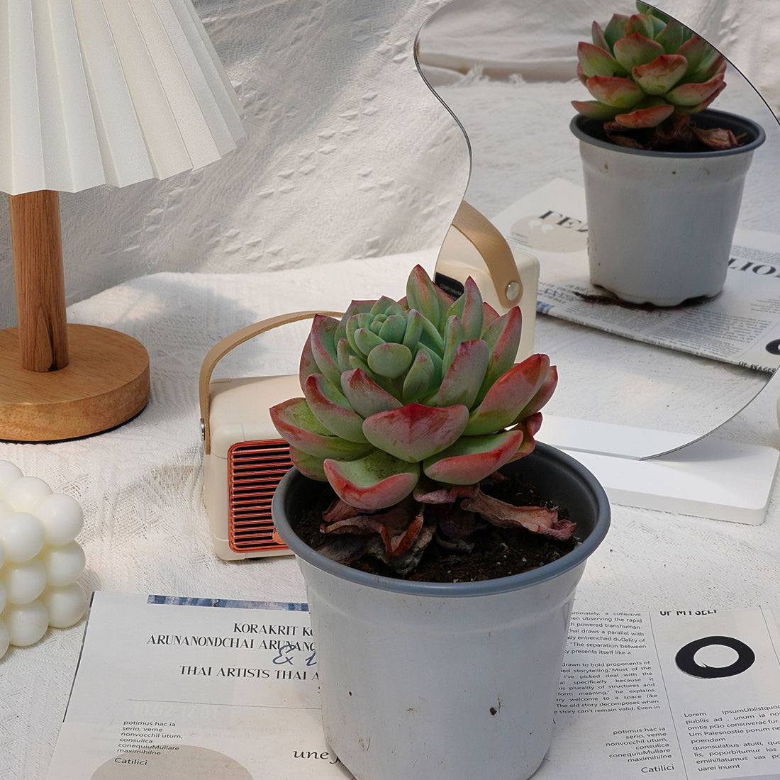 5'' Echeveria White Moonlight, Rare Live Succulent Plants