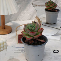 5'' Echeveria White Moonlight, Rare Live Succulent Plants
