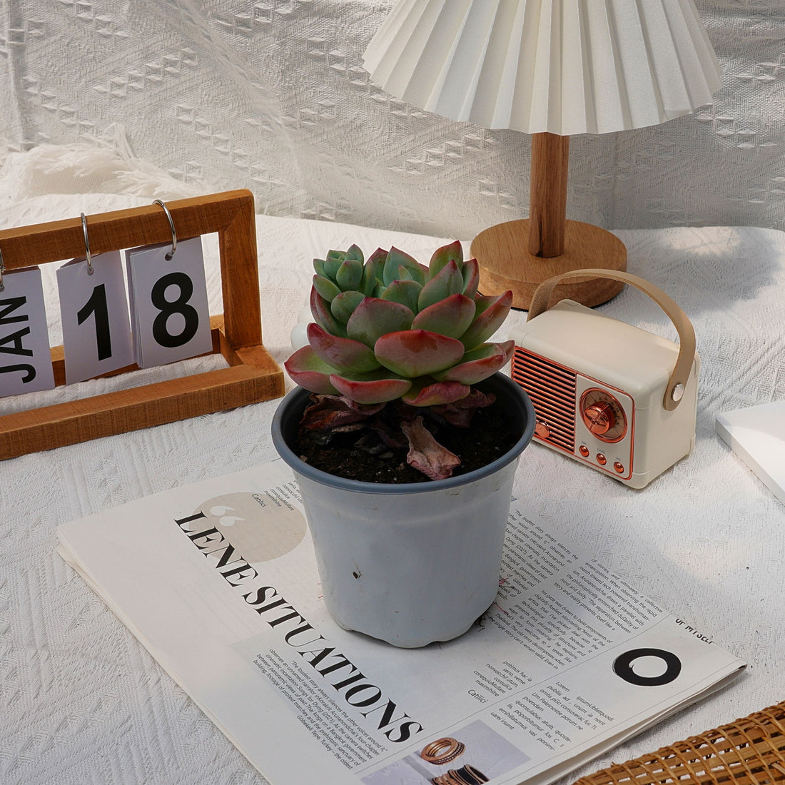 5'' Echeveria White Moonlight, Rare Live Succulent Plants