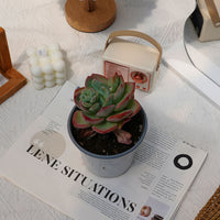 5'' Echeveria White Moonlight, Rare Live Succulent Plants
