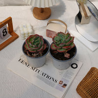 5'' Echeveria White Moonlight, Rare Live Succulent Plants