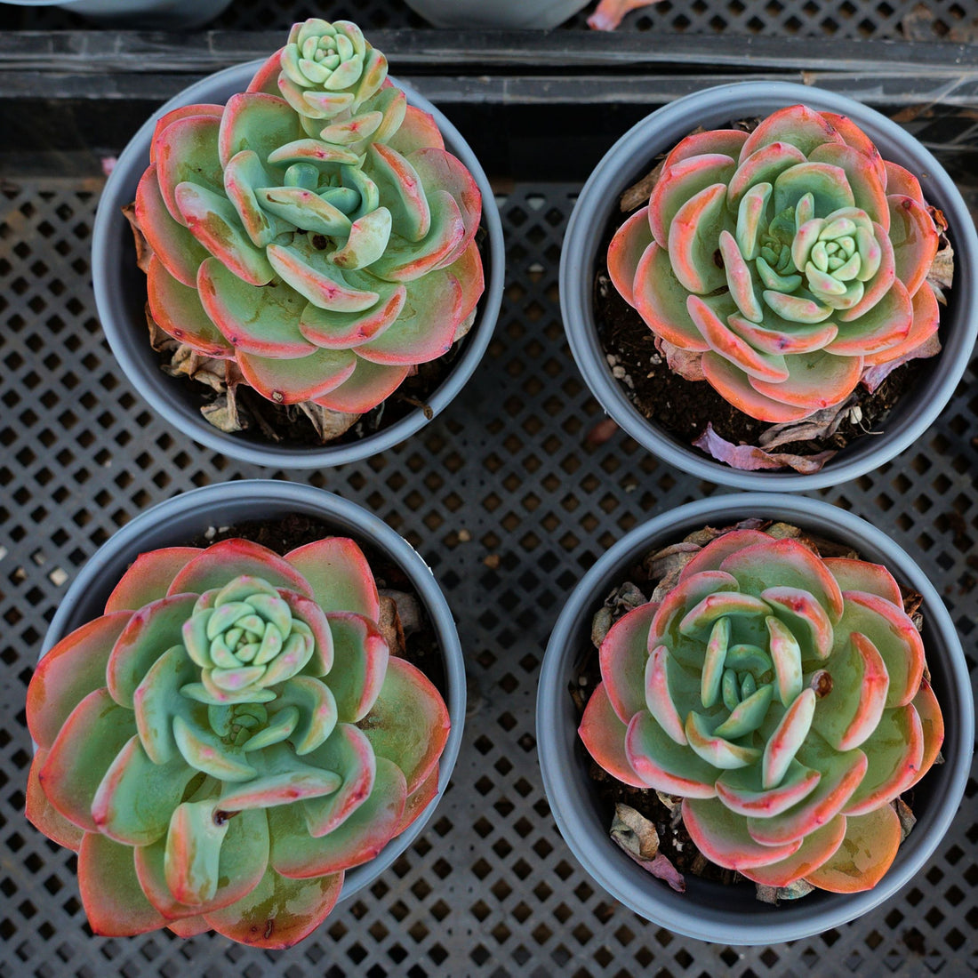 5'' Echeveria White Moonlight, Rare Live Succulent Plants