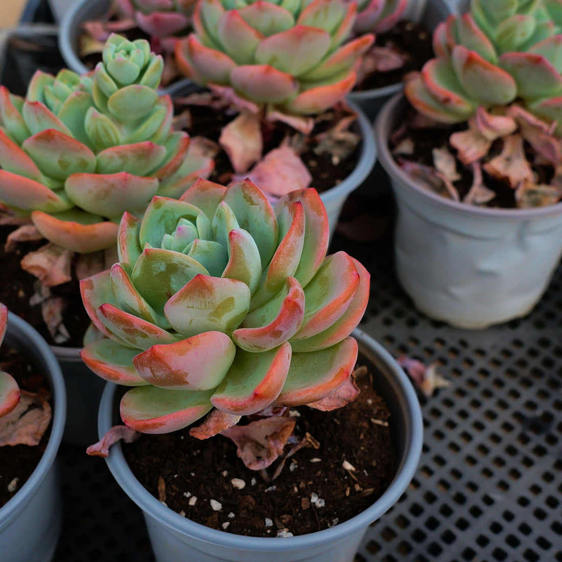 5'' Echeveria White Moonlight, Rare Live Succulent Plants
