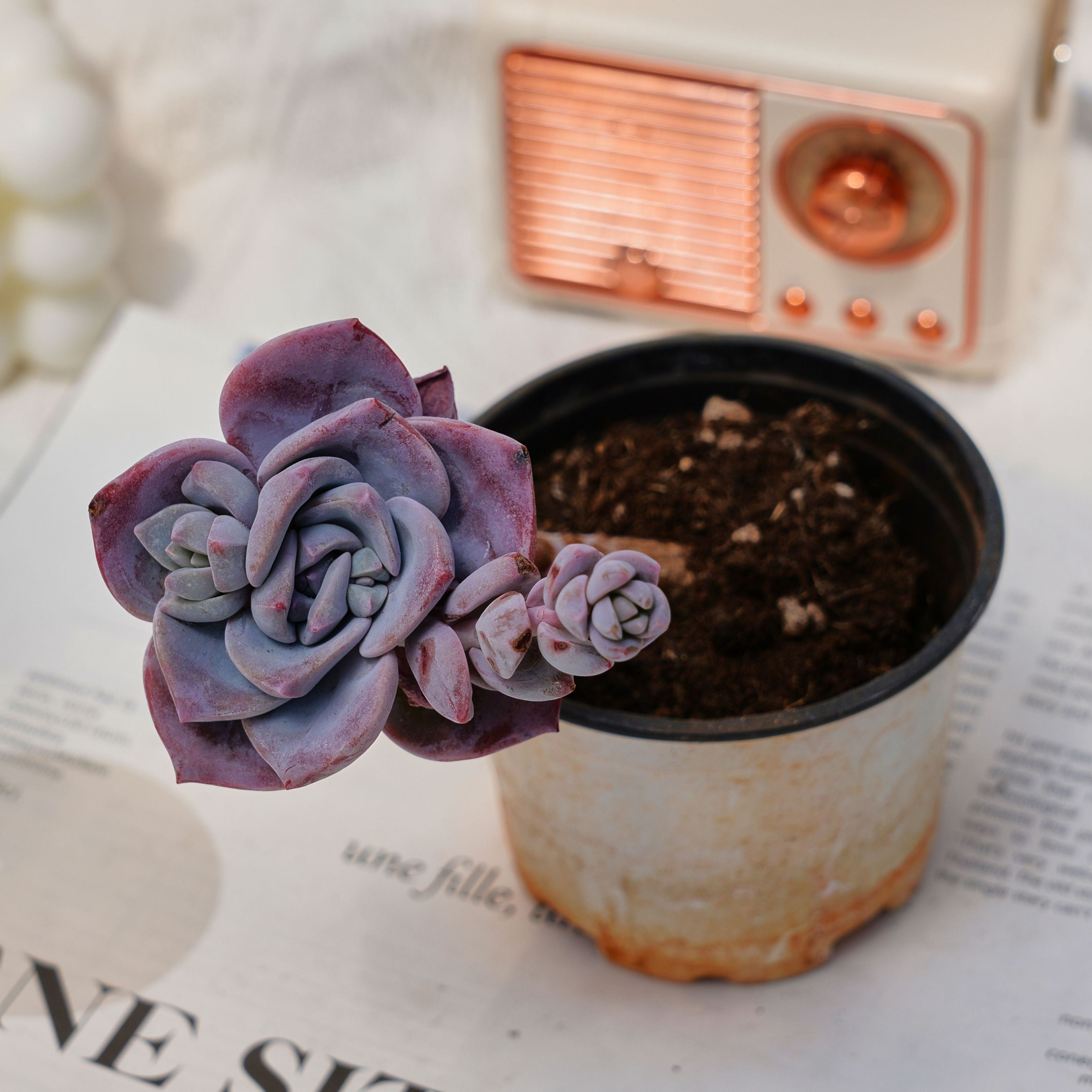 cherry blossom succulent 3'' Echeveria Sakura Snow, Rare Live Succulent Plants – cocosucculent