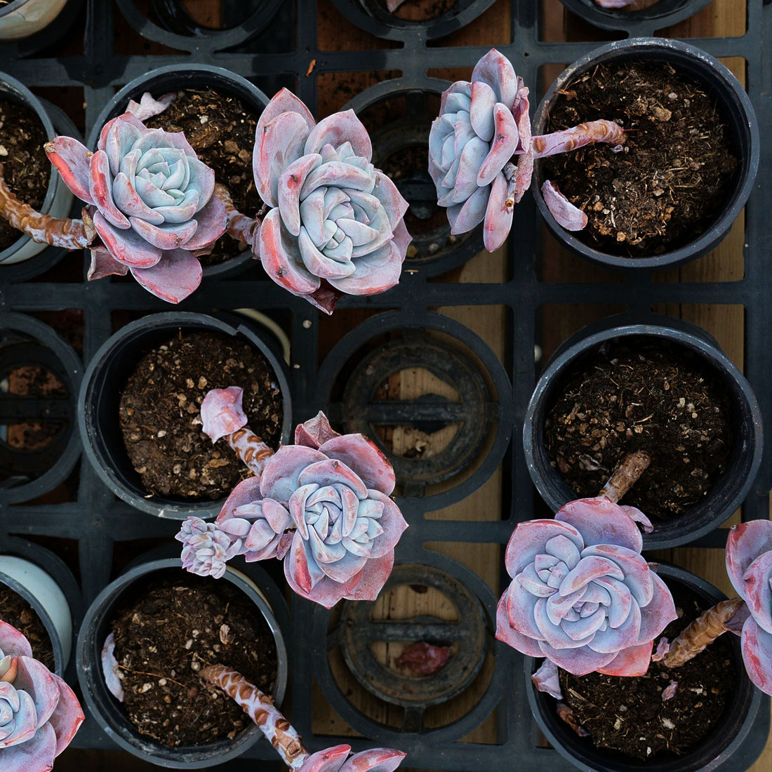 3'' Echeveria Sakura Snow, Rare Live Succulent Plants