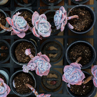3'' Echeveria Sakura Snow, Rare Live Succulent Plants