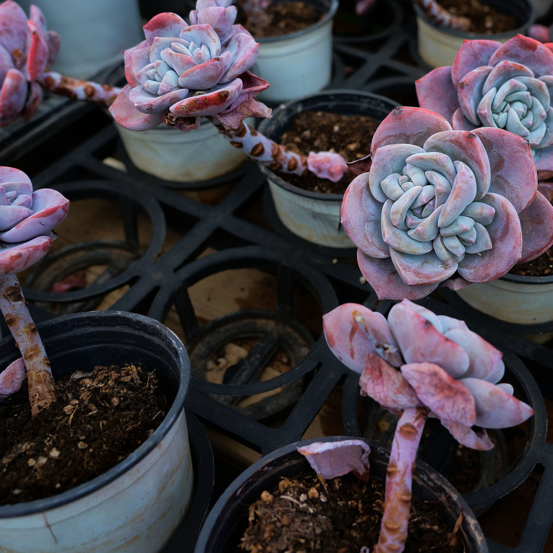 3'' Echeveria Sakura Snow, Rare Live Succulent Plants