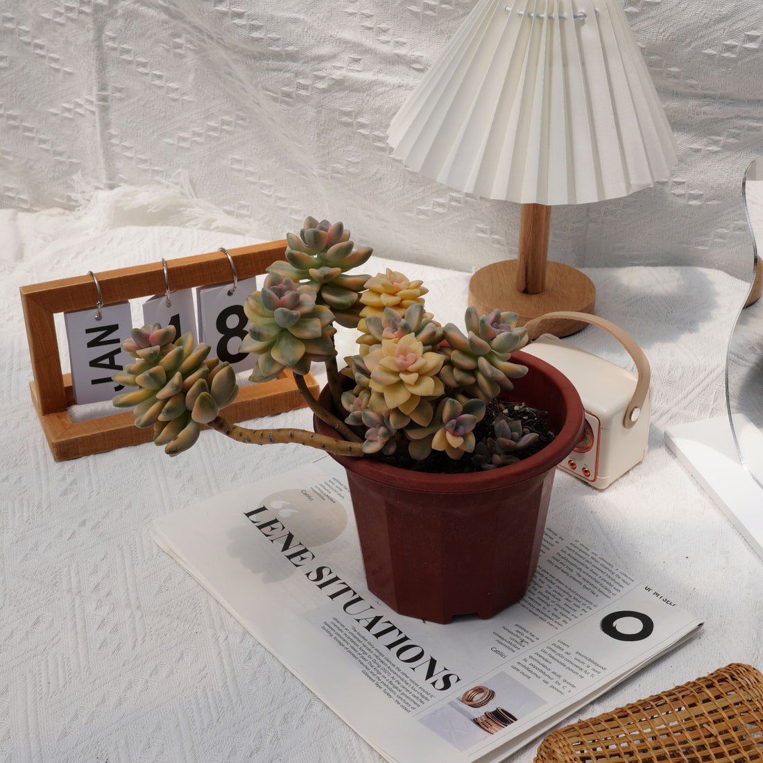 7'' Graptopetalum Mendozae Variegated, Rare Live Succulent Plants