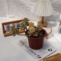7'' Graptopetalum Mendozae Variegated, Rare Live Succulent Plants