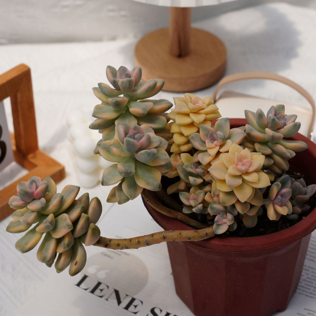 7'' Graptopetalum Mendozae Variegated, Rare Live Succulent Plants