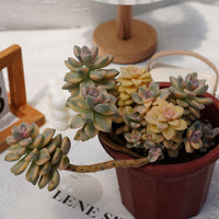 7'' Graptopetalum Mendozae Variegated, Rare Live Succulent Plants