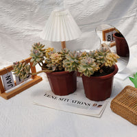 7'' Graptopetalum Mendozae Variegated, Rare Live Succulent Plants