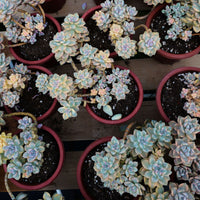 7'' Graptopetalum Mendozae Variegated, Rare Live Succulent Plants