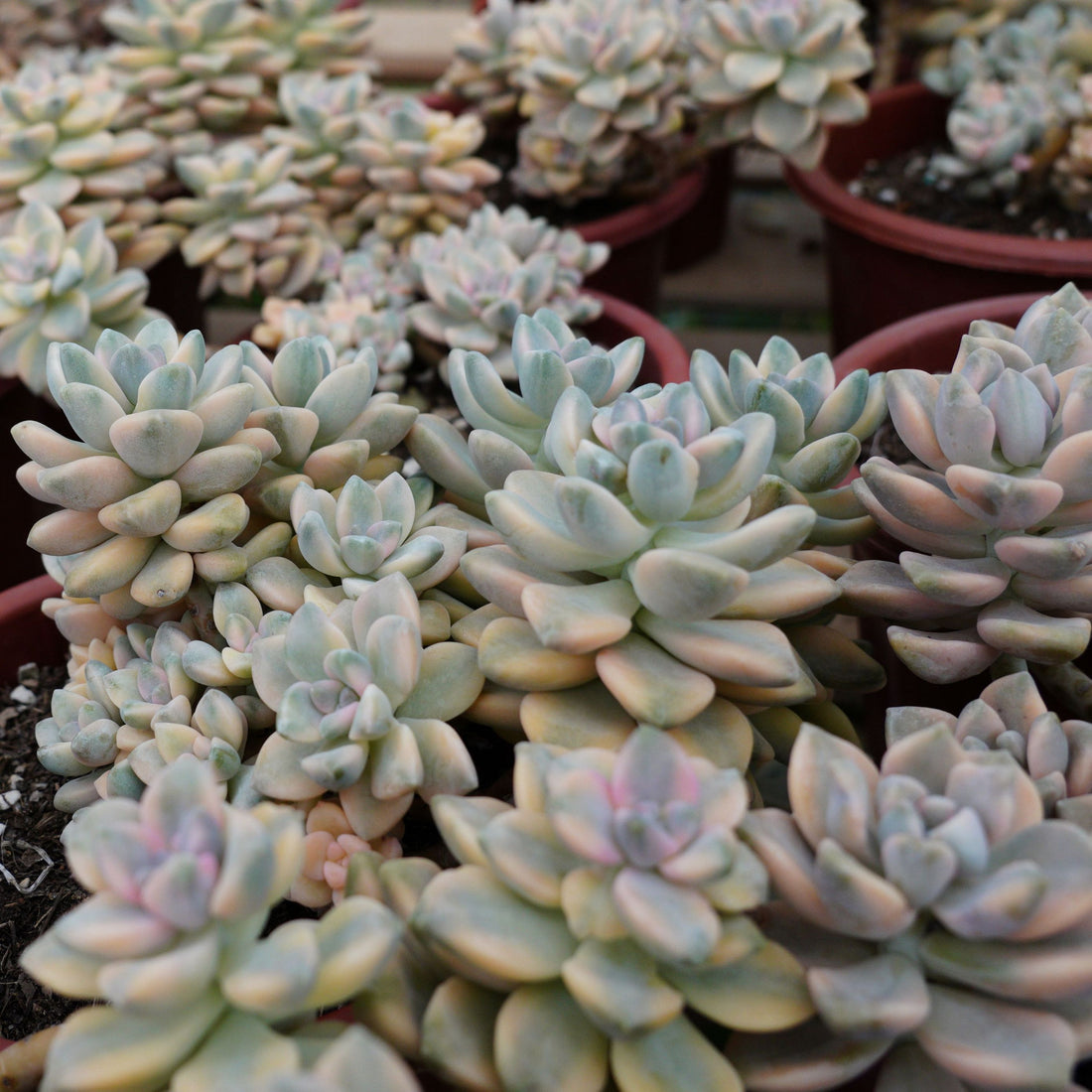 7'' Graptopetalum Mendozae Variegated, Rare Live Succulent Plants
