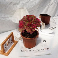 7'' Aeonium Pink Witch, Rare Live Succulent Plants