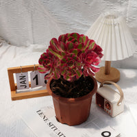 7'' Aeonium Pink Witch, Rare Live Succulent Plants