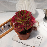 7'' Aeonium Pink Witch, Rare Live Succulent Plants