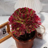 7'' Aeonium Pink Witch, Rare Live Succulent Plants