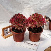 7'' Aeonium Pink Witch, Rare Live Succulent Plants