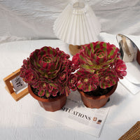7'' Aeonium Pink Witch, Rare Live Succulent Plants