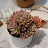 6'' Echeveria Hoveyi Variegated, Rare Live Succulent Plants