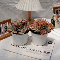 6'' Echeveria Hoveyi Variegated, Rare Live Succulent Plants