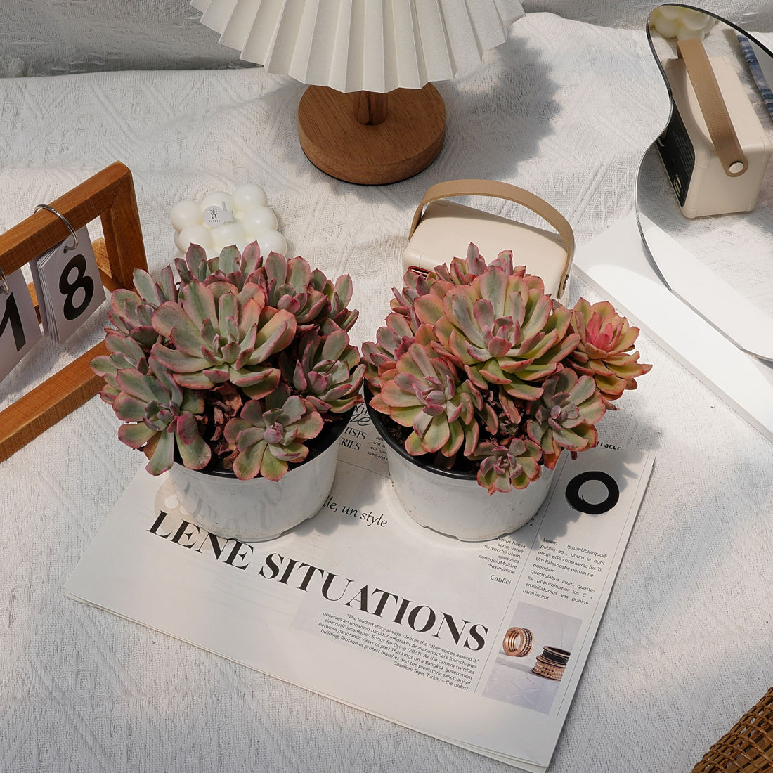 6'' Echeveria Hoveyi Variegated, Rare Live Succulent Plants