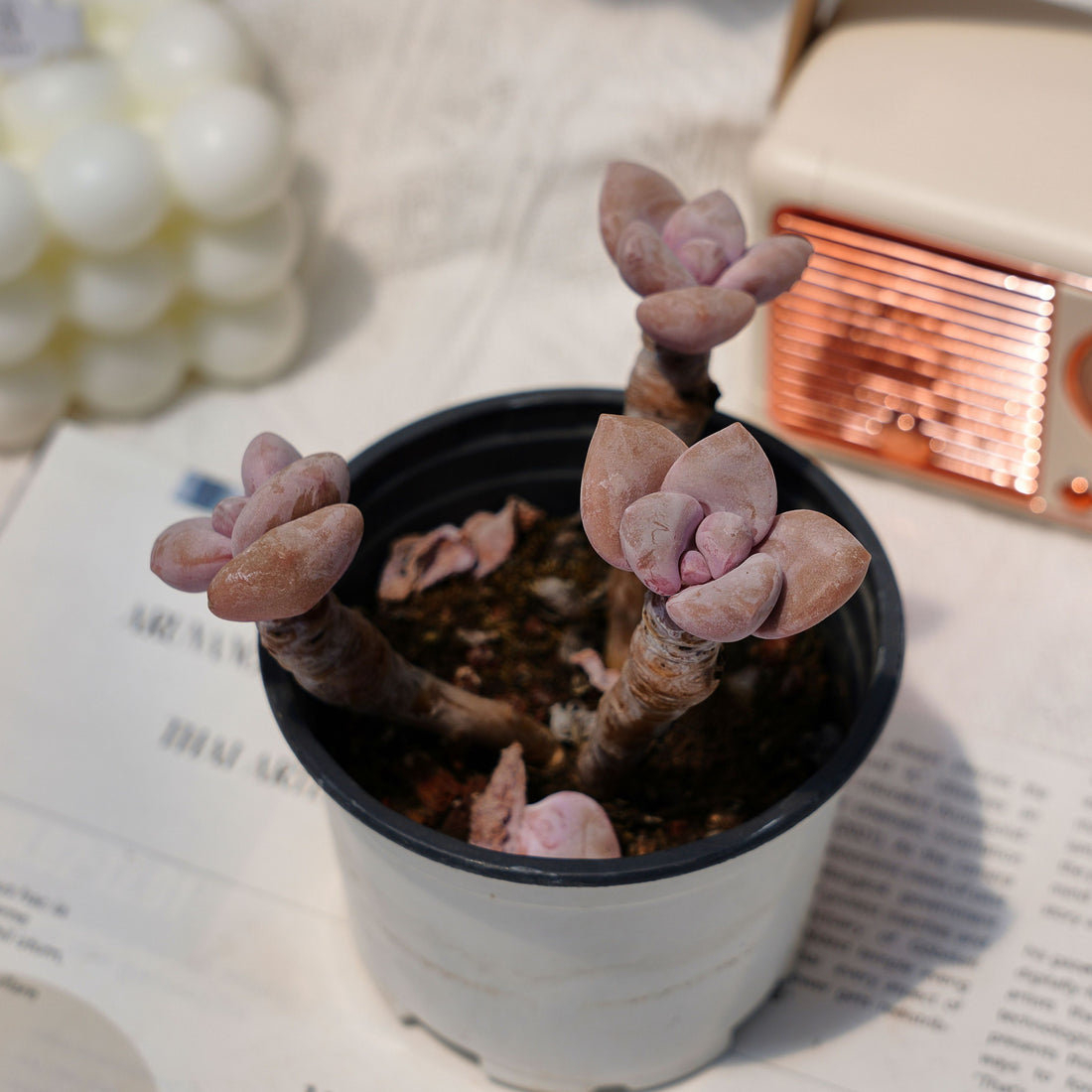 4'' Graptopetalum Murasaki, Rare Live Succulent Plants