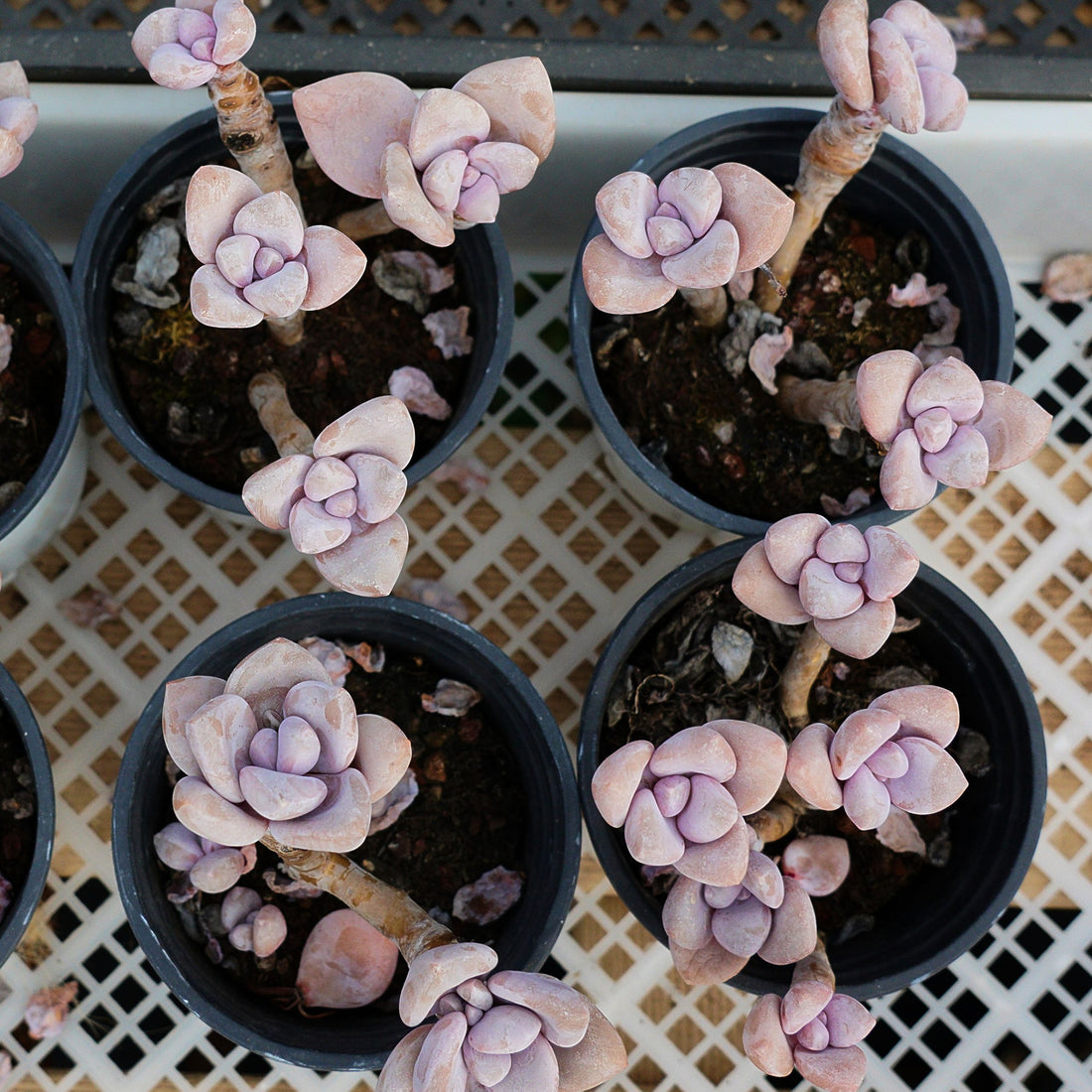 4'' Graptopetalum Murasaki, Rare Live Succulent Plants