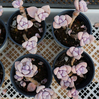 4'' Graptopetalum Murasaki, Rare Live Succulent Plants