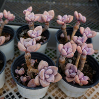 4'' Graptopetalum Murasaki, Rare Live Succulent Plants