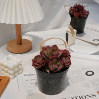 5'' Echeveria Suyon, Rare Live Succulent Plants