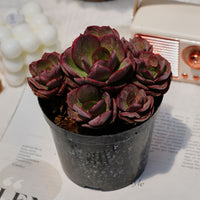 5'' Echeveria Suyon, Rare Live Succulent Plants