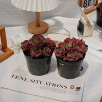 5'' Echeveria Suyon, Rare Live Succulent Plants