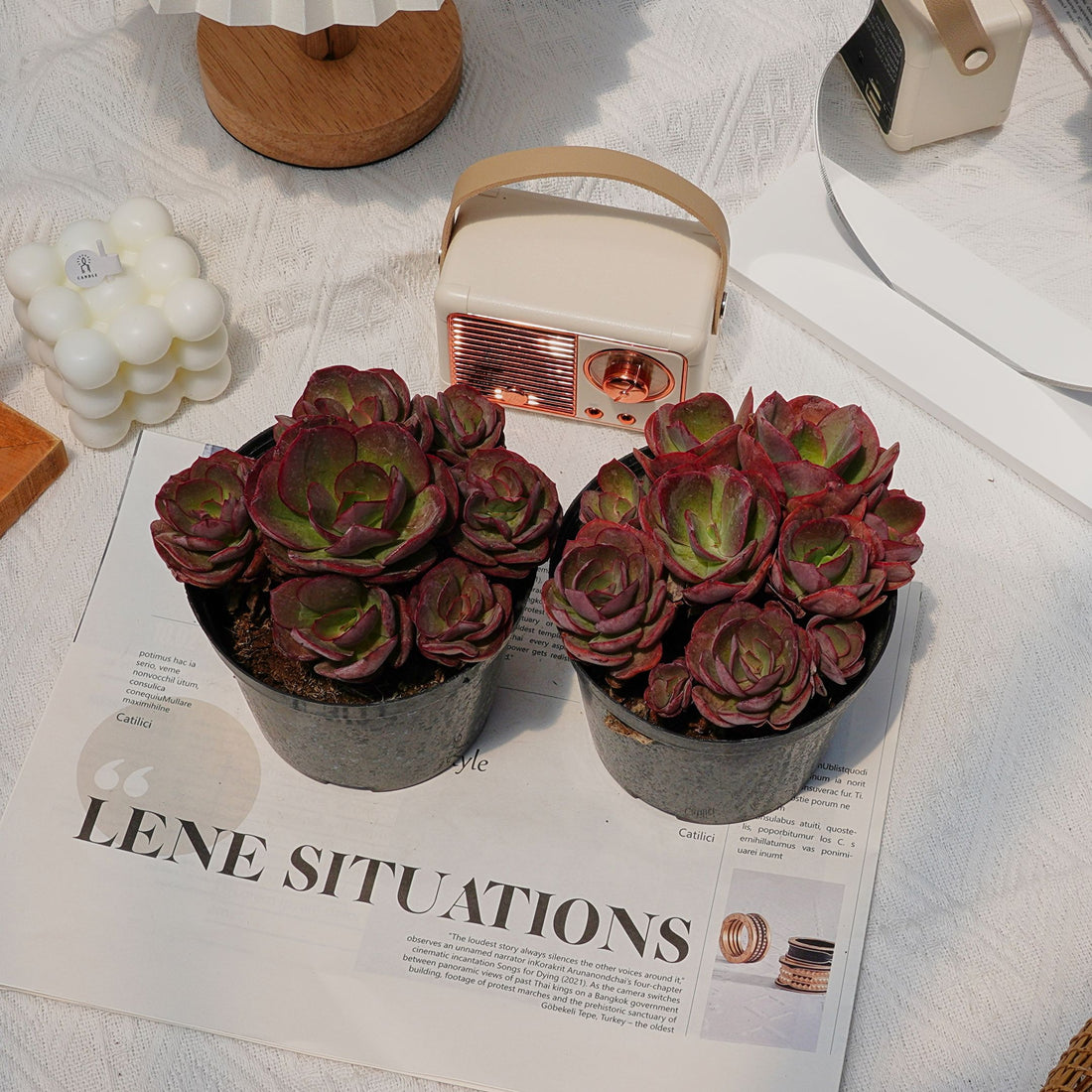 5'' Echeveria Suyon, Rare Live Succulent Plants