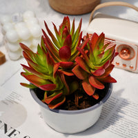 5'' Crassula Capitella Campfire, Rare Live Succulent Plants