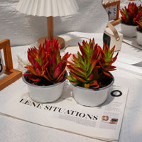 5'' Crassula Capitella Campfire, Rare Live Succulent Plants