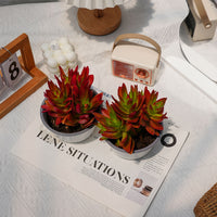 5'' Crassula Capitella Campfire, Rare Live Succulent Plants
