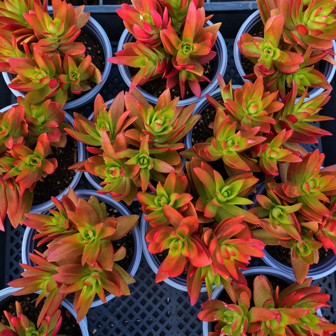 5'' Crassula Capitella Campfire, Rare Live Succulent Plants