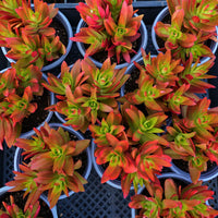 5'' Crassula Capitella Campfire, Rare Live Succulent Plants