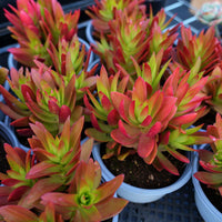 5'' Crassula Capitella Campfire, Rare Live Succulent Plants