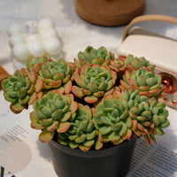 5'' Echeveria Frost, Rare Live Succulent Plants